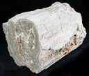 Long Petrified Wood (Arucaria) Log - Amarillo, Texas #24203-2